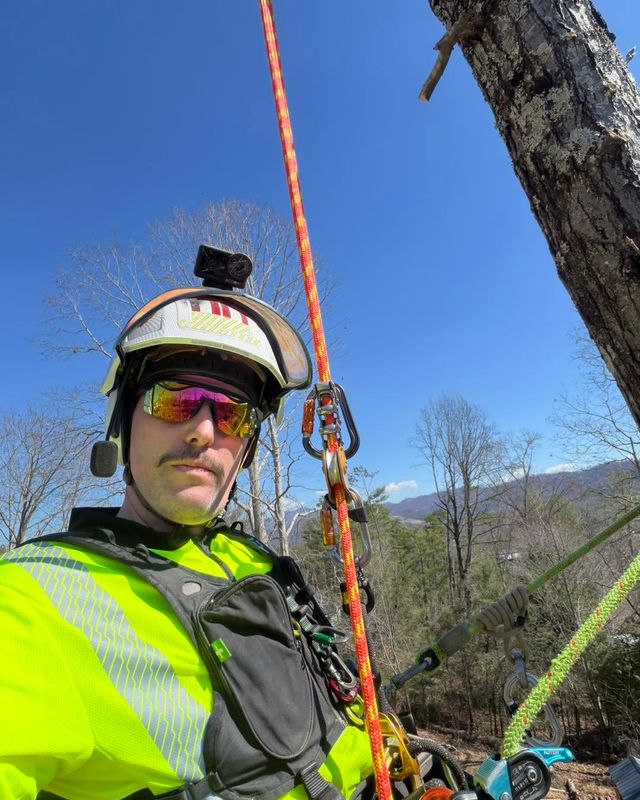 Tree Trimming