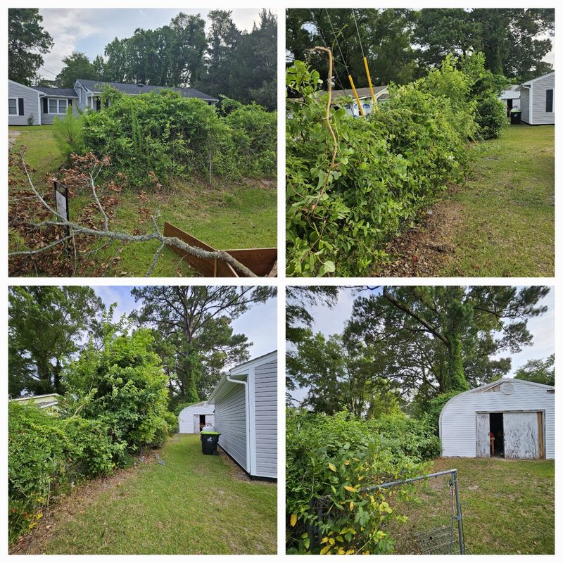 Brush Clearing