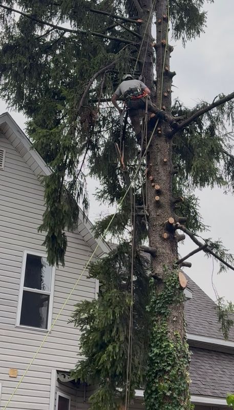 Tree Trimming