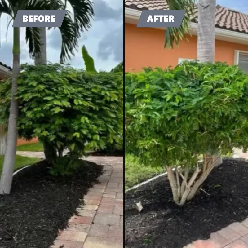 Trimming and pruning