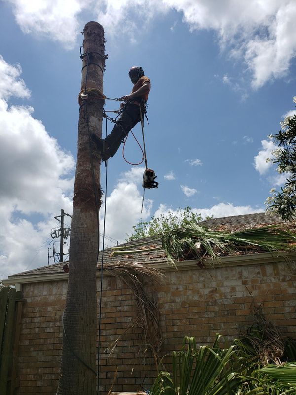 Tree Trimming