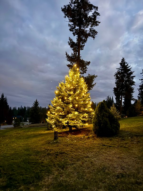 Christmas Lights gallery