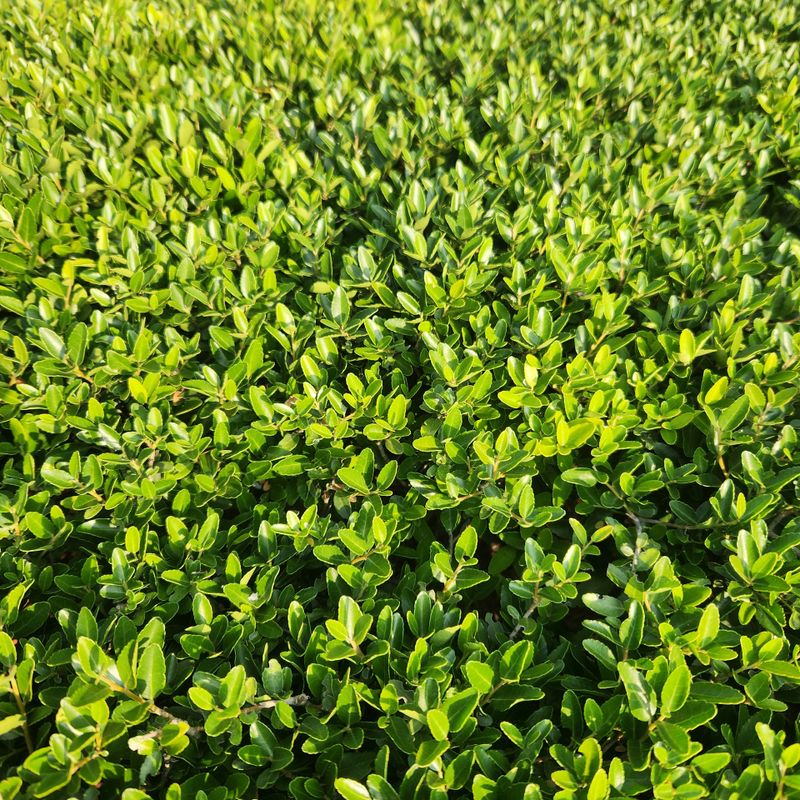 Tree & Shrub Care