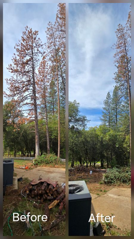 Hazardous Tree Services