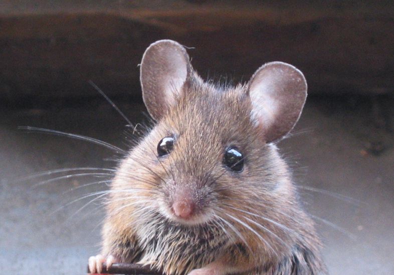 Rodent Control