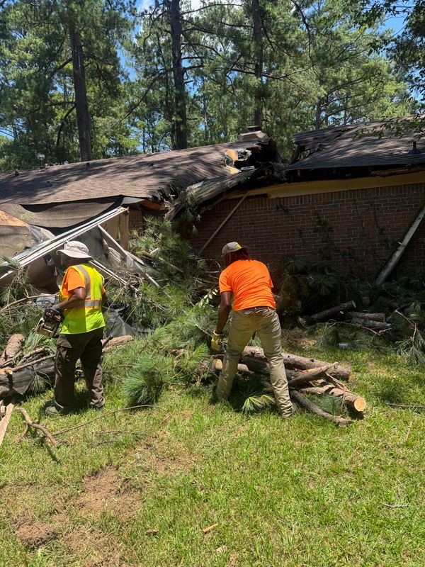 Tree Debris Removal