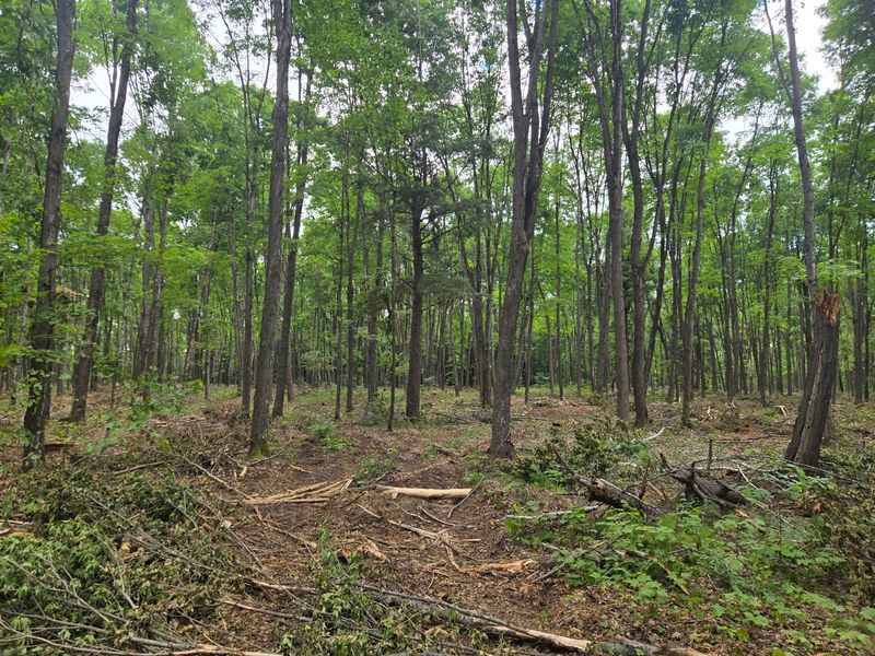 Timber Harvesting