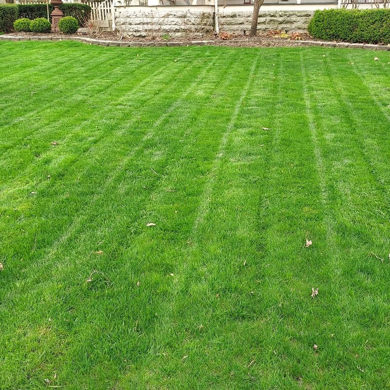 Lawn Maintenance
