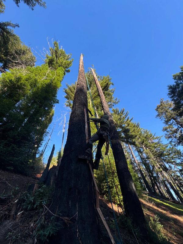 Tree Services