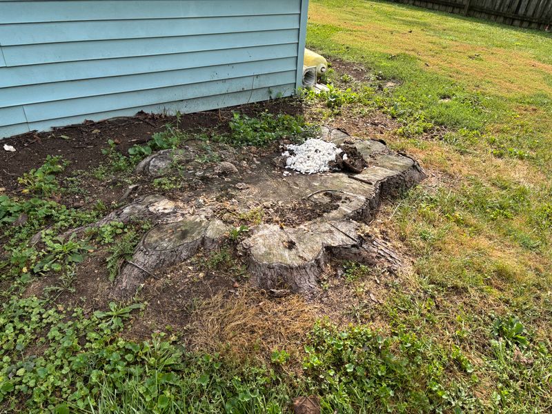 Stump Removal