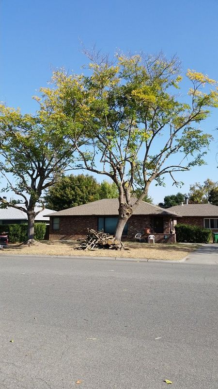 Tree Removal gallery