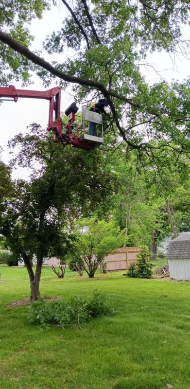 Tree Trimming