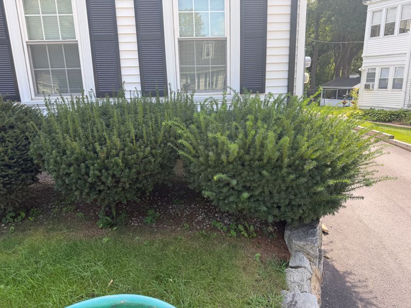 Tree & Shrub Care
