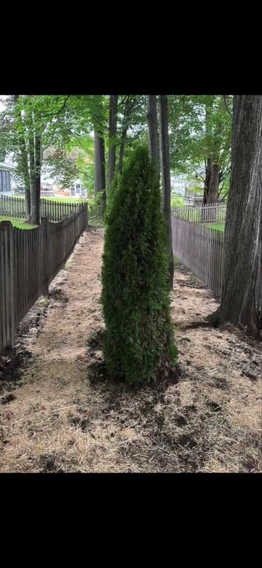 Shrub Trimming