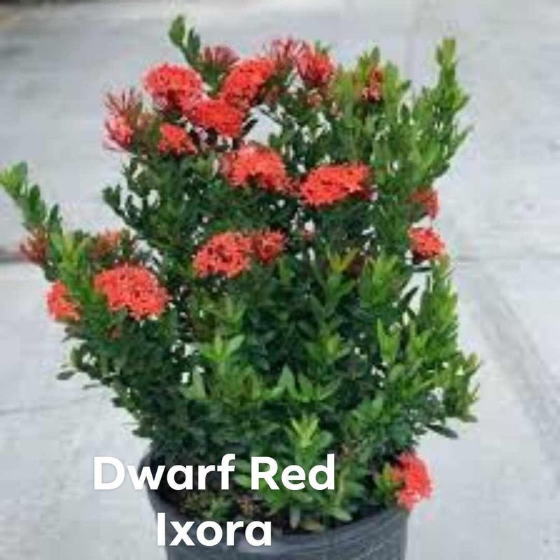 Plant and tree list