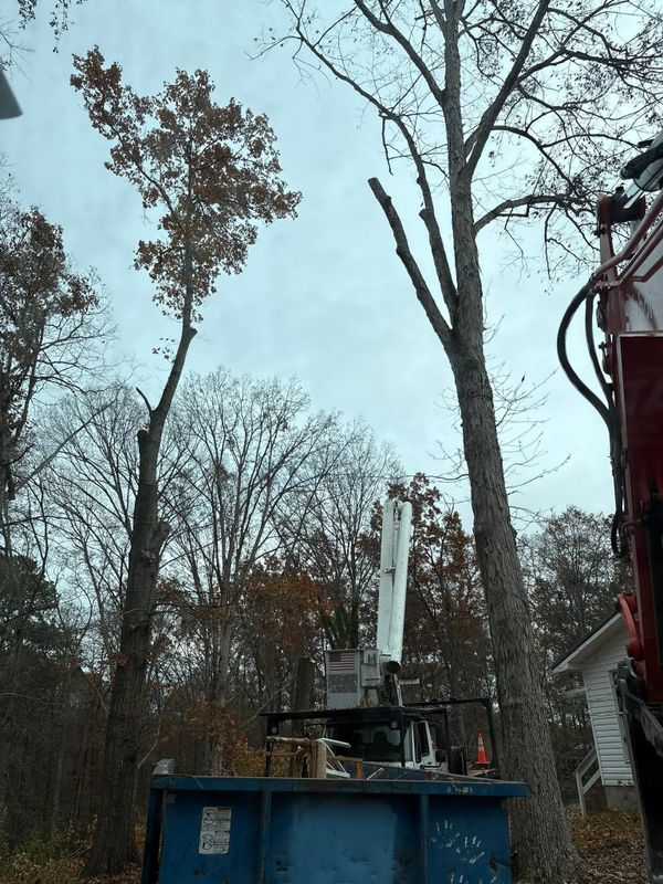 Tree Trimming & Removal