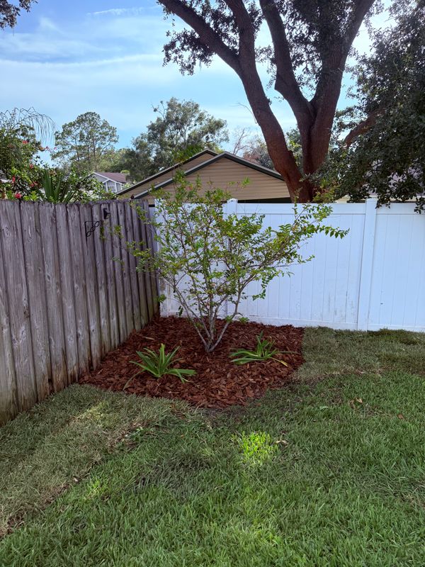 Landscape Refresh & Crape Myrtle Installation
