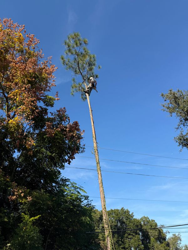 Tree Pruning