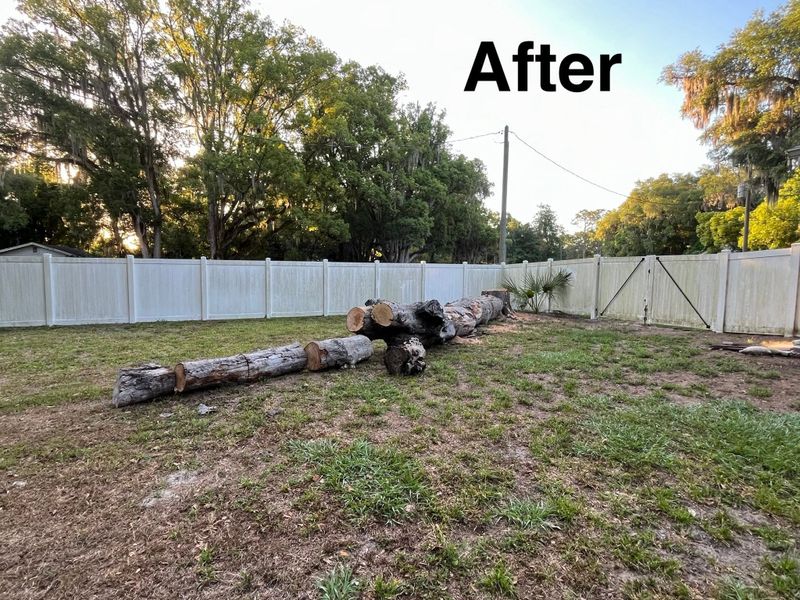 Tree Removal