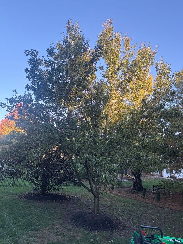Fall Clean Up