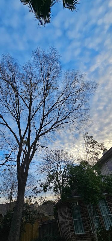 Tree Trimming