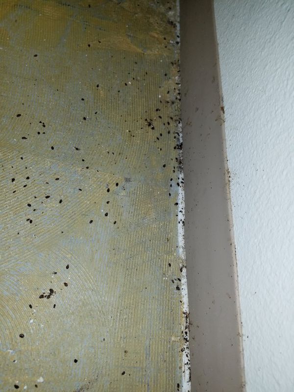 Rodent Control