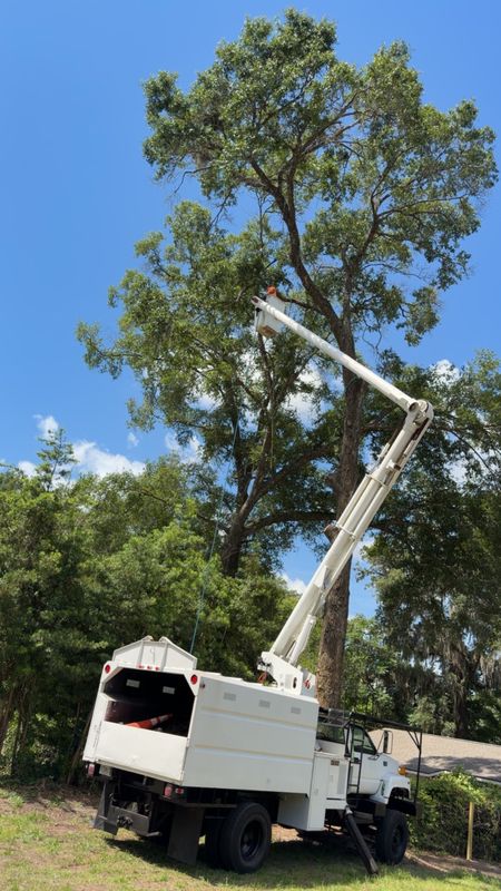 Tree Pruning and Trimming