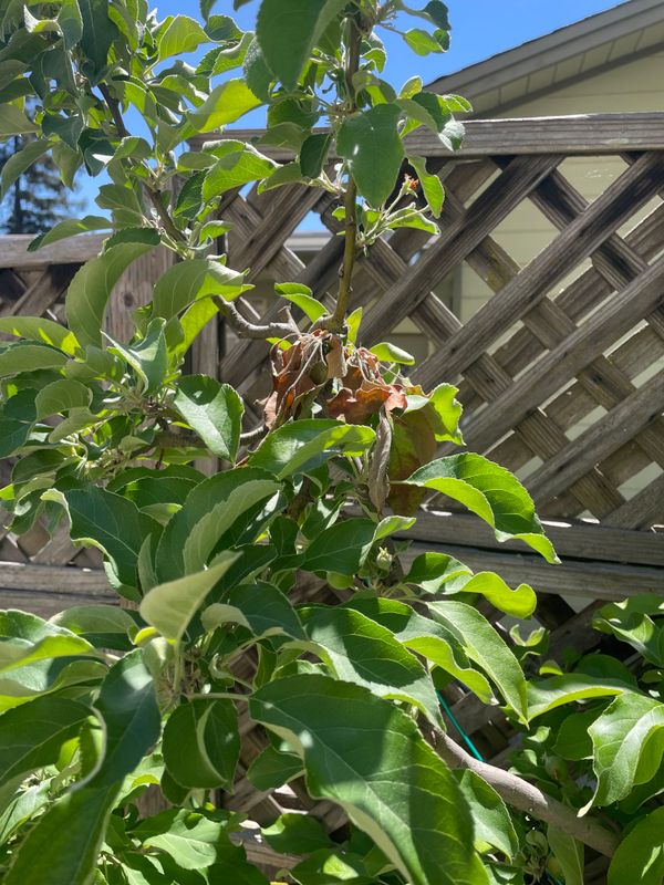 Fruit Load Management
