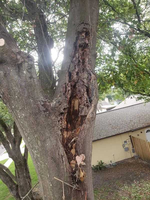 Tree Risk Assements
