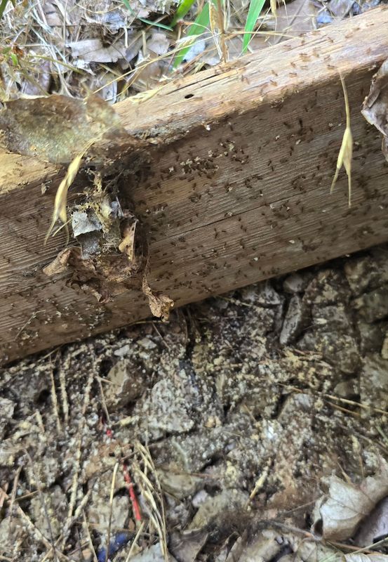 Termite Inspection & Treatment