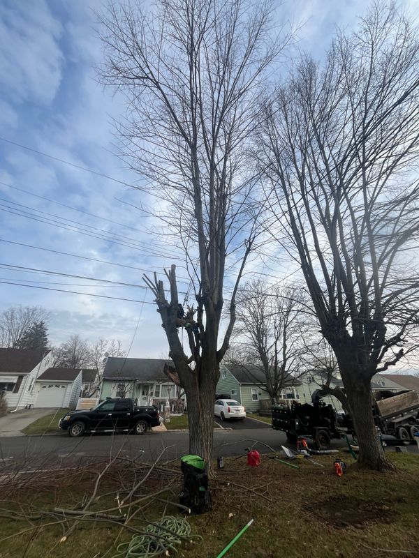 Tree Trimming