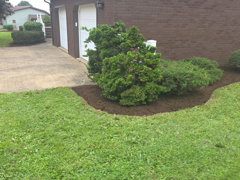Tree & Shrub Care