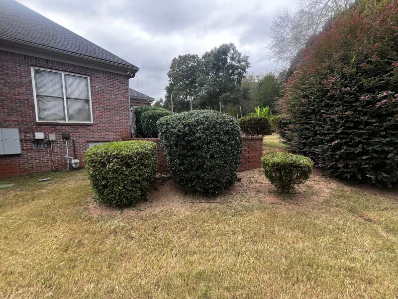 Tree & Shrub Care