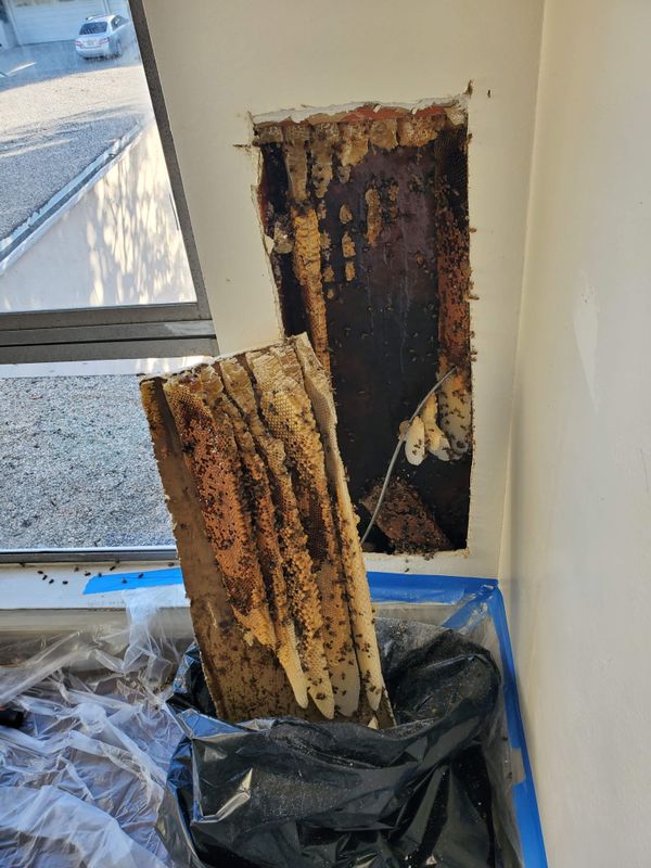 Bee Extermination & Removal