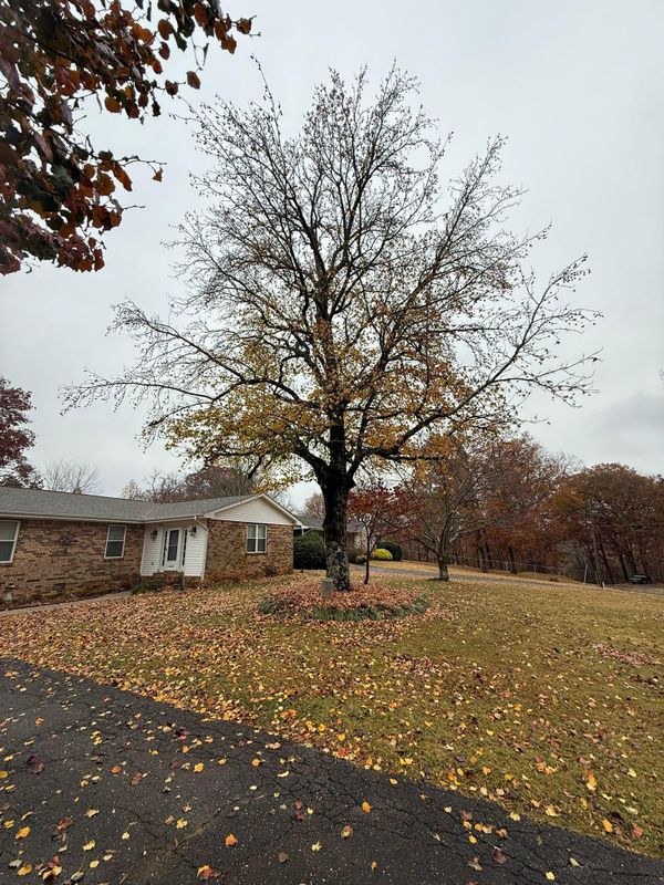Tree Trimming & Removal