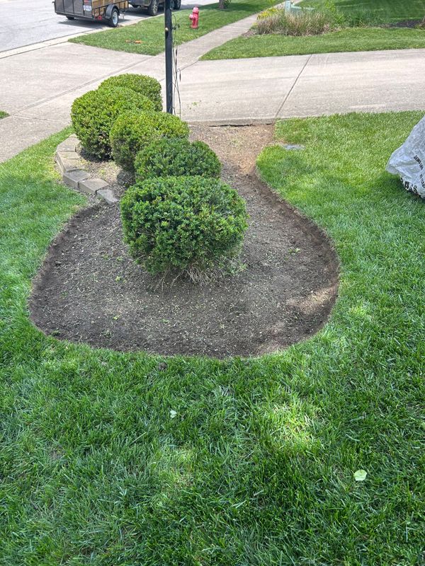 Shrub & Tree Trimming