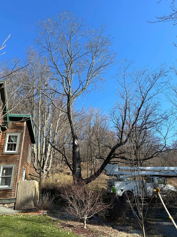 Tree Removal