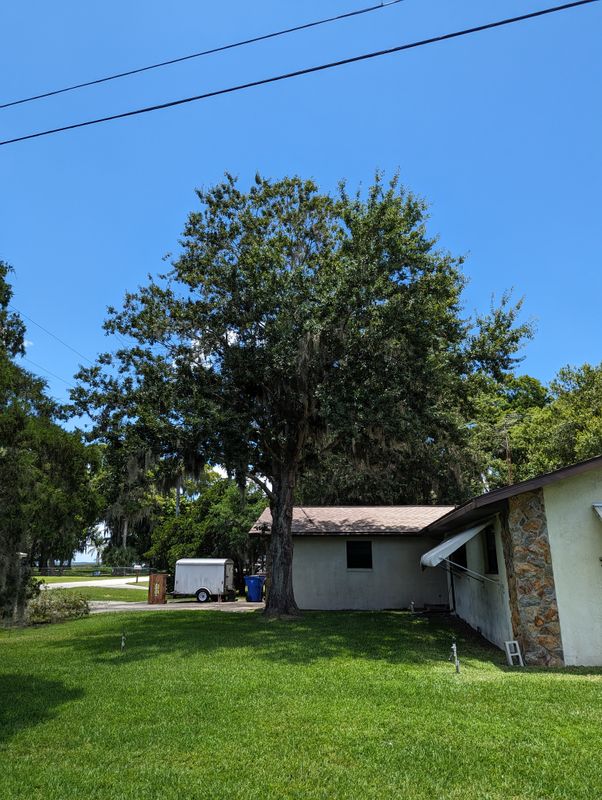 Tree Removal and stump grinding