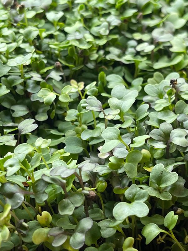 Organic & Seasonal Crops
