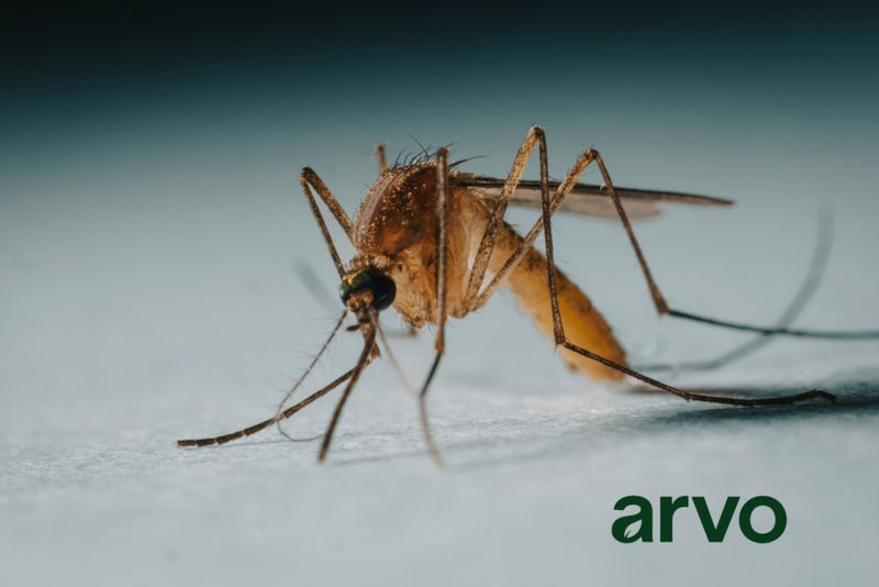 Mosquito Control