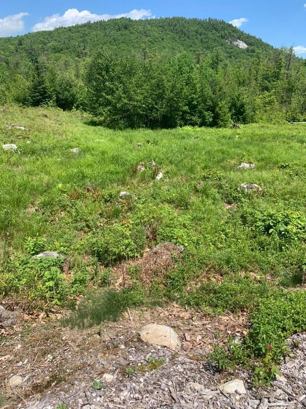 Brush Clearing