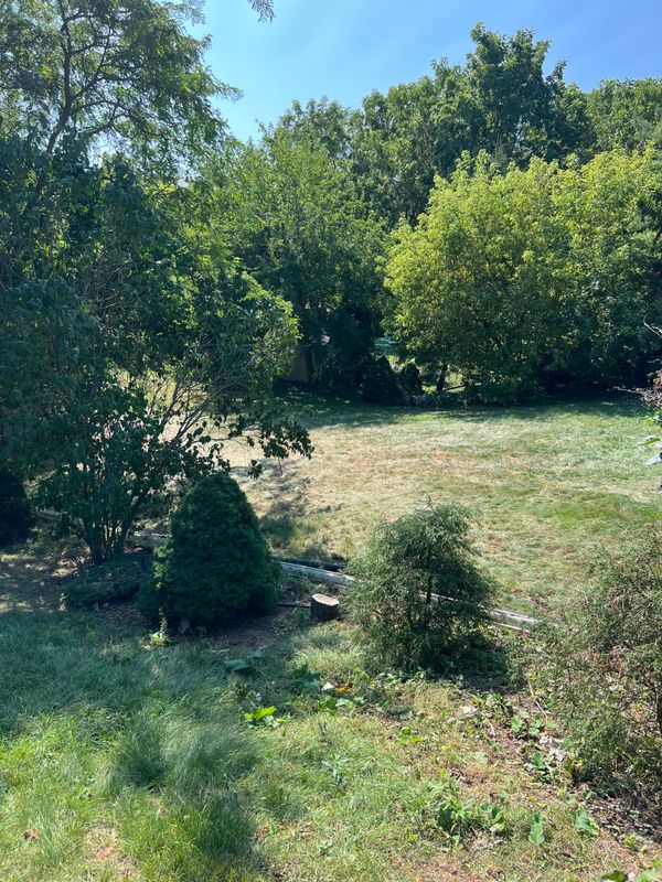Tree and Shrub removal