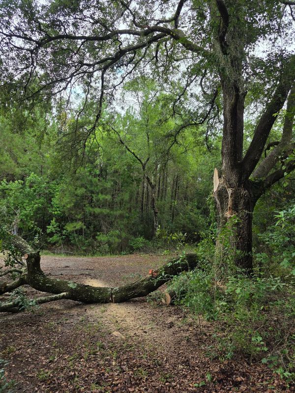 Land Clearing