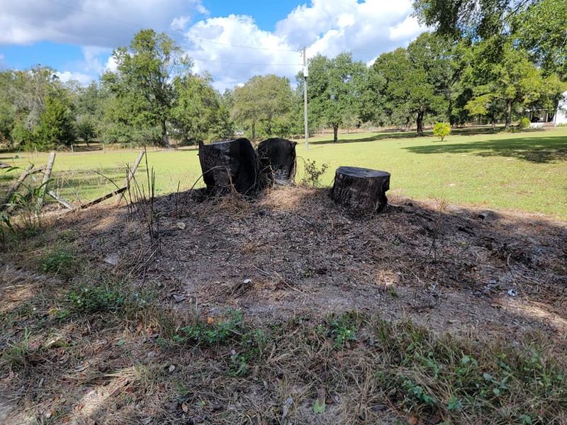 Tree Trimming & Removal