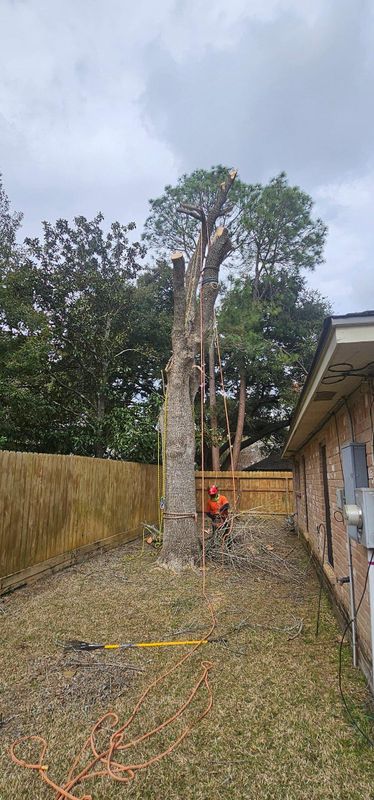 Tree Trimming