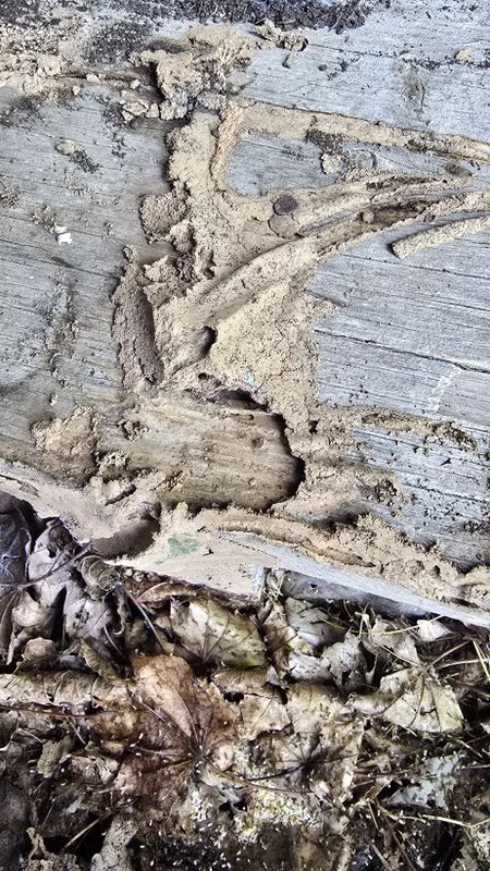 Termite Inspection & Treatment