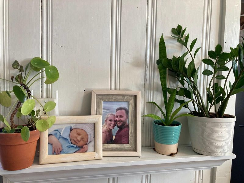 Indoor Plant Care