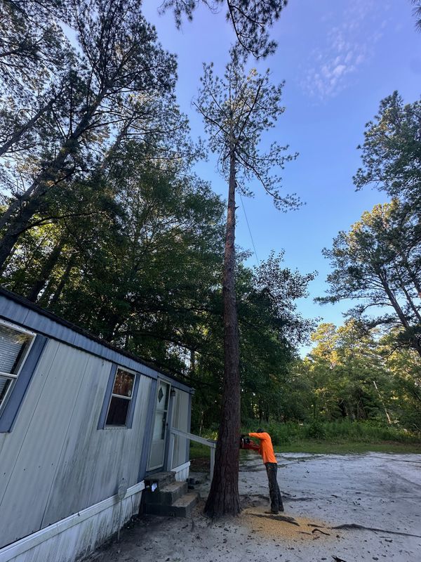 Tree Removal