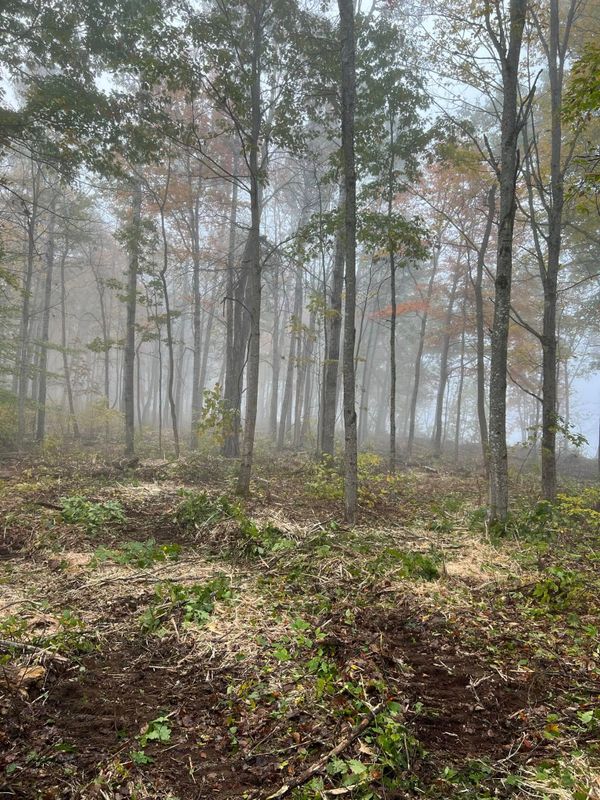 Land Clearing & Forestry Mulching
