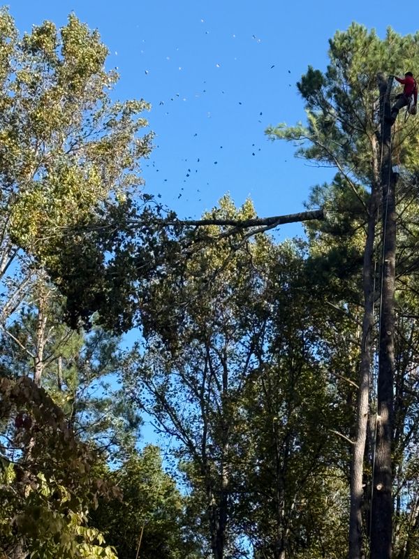 Tree Removal